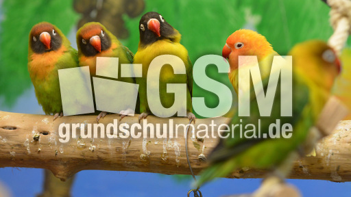 Unzertrennliche (8).jpg